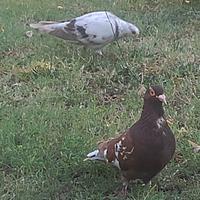 Coppia colombi piccioni