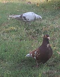 Coppia colombi piccioni