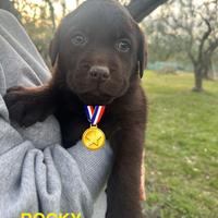 Cuccioli Labrador chocolate