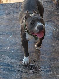 Amstaff blue per monta 