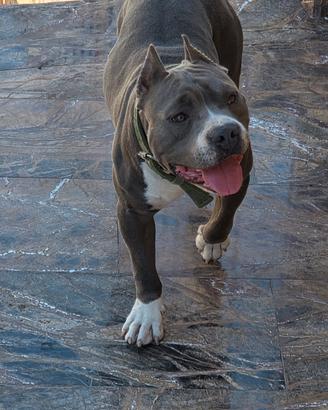 Amstaff blue per monta 