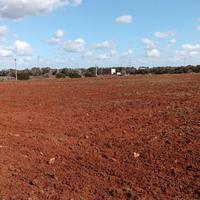 15,5 Ettari seminativo + uliveto