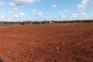 15,5 Ettari seminativo + uliveto