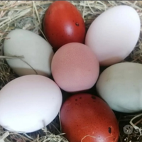 Pulcini marans legbar olive egger e non solo