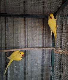 Parrocchetti dal collare