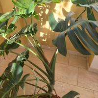 monastera deliciosa 