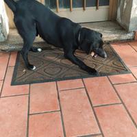 Willy (meticcio, 10kg, pelo corto, docile)