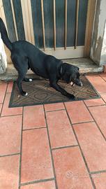 Willy (meticcio, 10kg, pelo corto, docile)