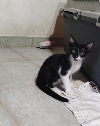 Teddy gattino 2 mesi