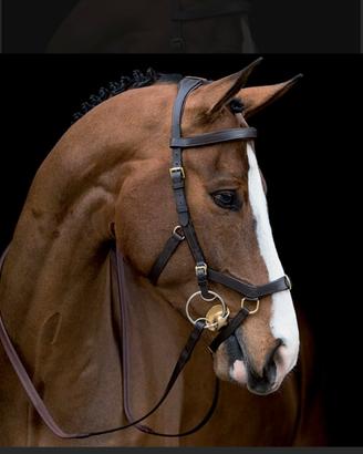 Testiera cavallo