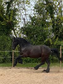 Frisone castrone docilissimo