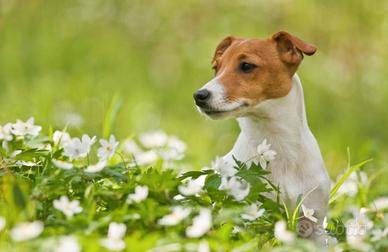 C.e.r.c.o jack russel