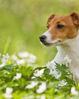 C.e.r.c.o jack russel