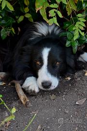 Border Collie maschio con pedigree ENCI per monta