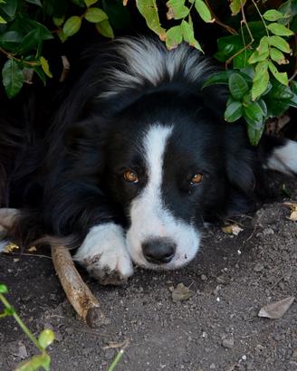 Border Collie maschio con pedigree ENCI per monta