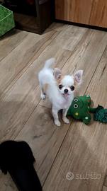 chuhuahua maschietto toy