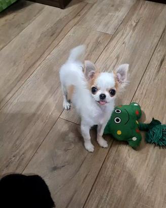 chuhuahua maschietto toy