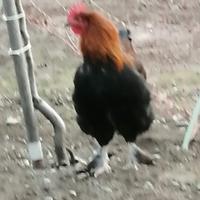 Giovane gallo Marans nero ramato