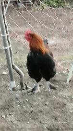 Giovane gallo Marans nero ramato