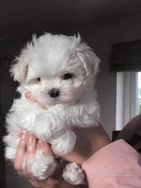 Cuccioli di maltese toy