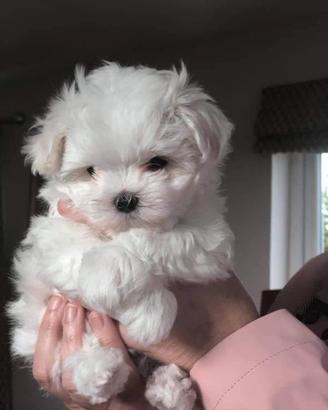 Cuccioli di maltese toy
