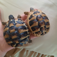 Tartarughe di terra 4 anni