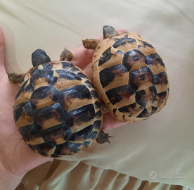 Tartarughe di terra 4 anni