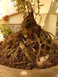 bonsai di olivo 