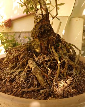 bonsai di olivo 