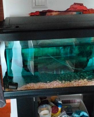 acquario