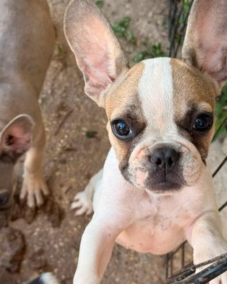 Bulldog francese