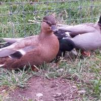 Amatre germani reali mignon (call duck)