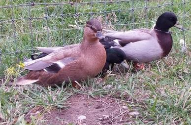 Amatre germani reali mignon (call duck)