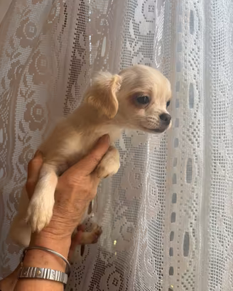 Cuccioli di chihuahua disponibili