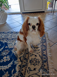 Cavaliere King maschio per accoppiamento