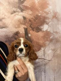 Femmina con Pedigree Enci