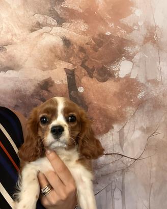 Femmina con Pedigree Enci