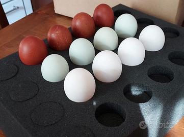 Spugne per spedizione uova