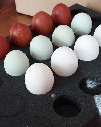 Spugne per spedizione uova