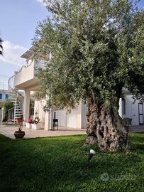 Villa singola - Noto