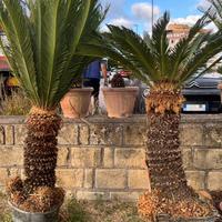 Piante Cycas