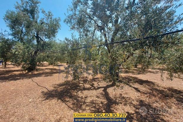 Terreno agricolo a Bisceglie