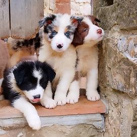 Cuccioli Border Collie con pedigree
