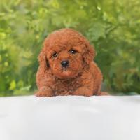 Cucciola di Barboncino TOY