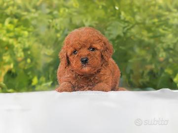 Cucciola di Barboncino TOY