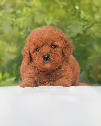 Cucciola di Barboncino TOY