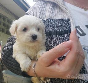 Bianco maltese