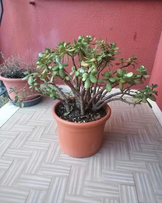 Pianta grassa Crassula