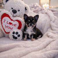 Cucciola Chihuahua toy