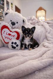 Cucciola Chihuahua toy